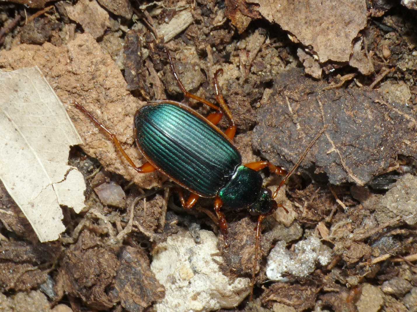 Un Carabidae insolito